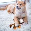 Squeaky Dog Teething Toy