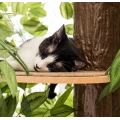 Cat Trees with Leaves